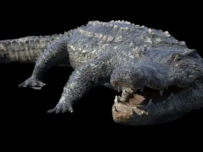  Crocodile Rigged 3D 