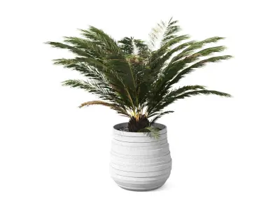 Palm Boho Low-poly 3D model