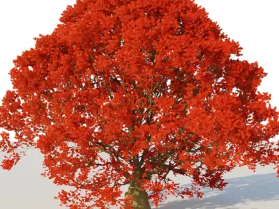 Pack of 6 Maple trees 3D model