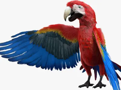  Scarlet Macaw Parrot Fur Animated Rigged 