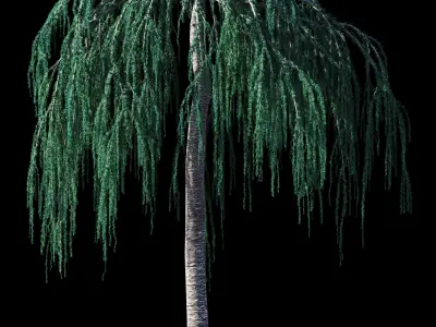 Cedrus Atlantica Glauca Pendula Cedar 3d model 3D model