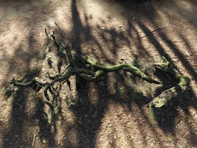 Forest Tree Root E 3D model