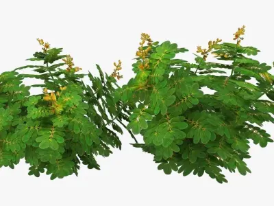 Cassia Angustifolia Low-poly 3D model