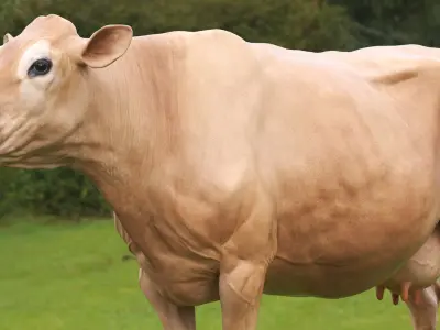  Jersey Cow 