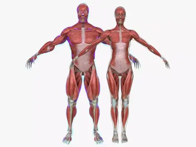 Male and Female Complete Muscle Anatomy 3D model