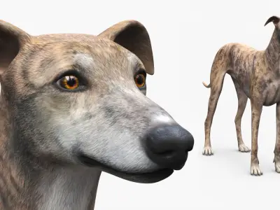  Greyhound Dog Male Brindle Rigged 