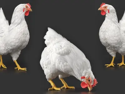  Chicken Animated Rigged for Maya Collection 