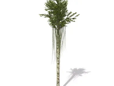 Aquilaria Agarwood tree 3D model