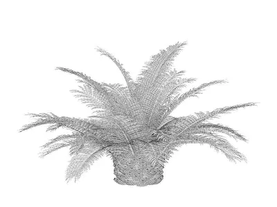 Queen Sago Plant 3D model