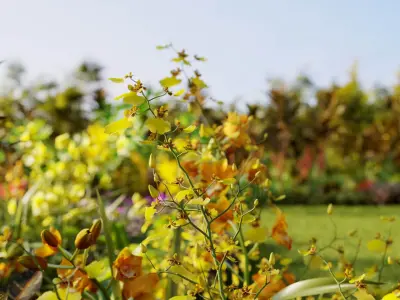  Orchid plant collection GrowFX and Mesh 