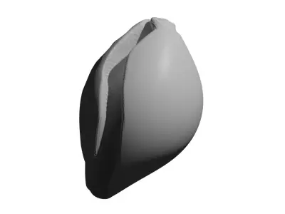 Conchshell shell 3D model