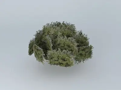 Tree 2 on reef street Free 3D model