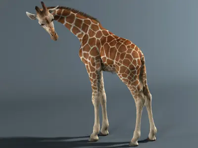  Giraffe Fur Rigged 