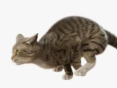  Cat Gray Tabby Rigged Animated 