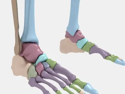 Plastic skeleton 3D model