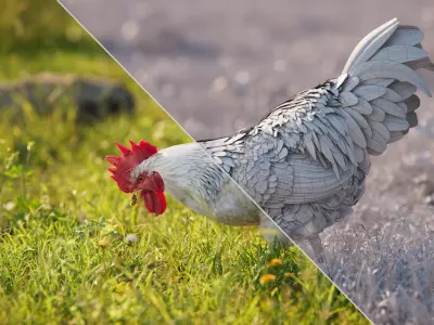  White Cock Animated 