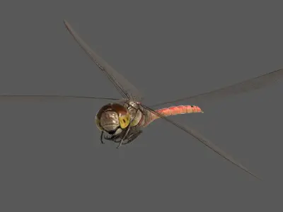  Dragonfly Common Darter (Animated) 