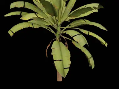 Banana Plant Low-poly 3D model