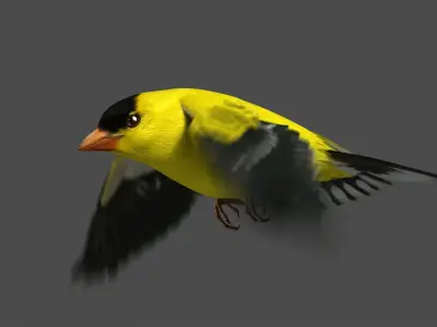  American Goldfinch (Animated) 