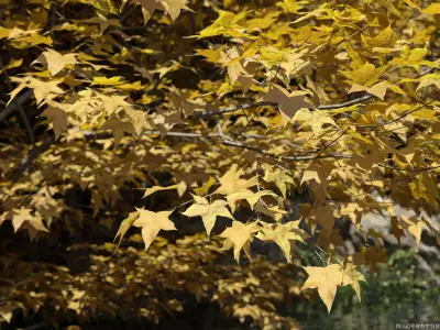 Maxtree Plant Models Vol 11 - Mesh 3D model