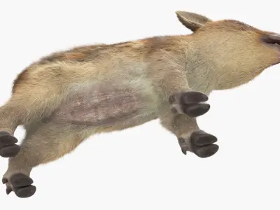  Wild Boar Piglet Striped Coloring Fur 