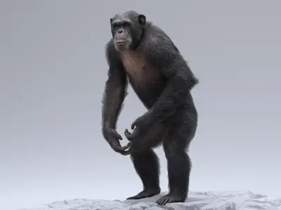  Chimpanzee RIGGED 