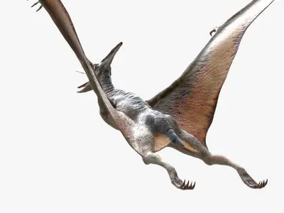  Pteranodon(Rigged)(Animated) 
