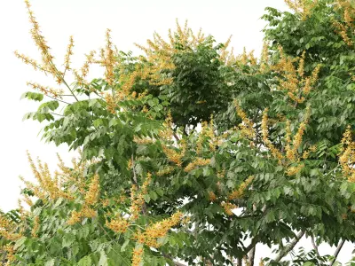 Highpoly - Low Poly - Koelreuteria paniculata - golden rain tree Low-poly 3D model