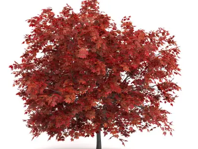 Japanese Maple Acer Palmatum 3D model
