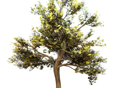 Maple Tree Low-poly 3D model