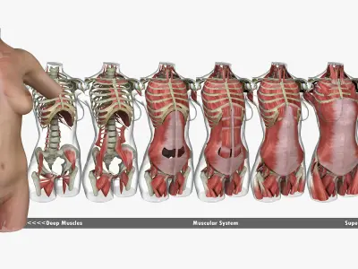 Full Female Torso Anatomy 3D model