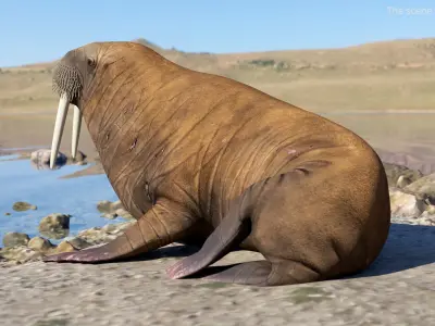  Walrus Rigged For Blender Animated Set 