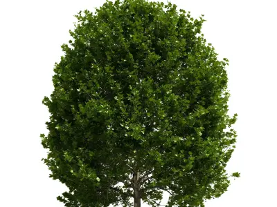 Platanus x hispanica 301SU V2 3D model
