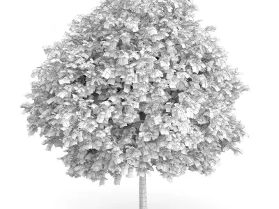 Common Walnut Tree Juglans regia 3D model