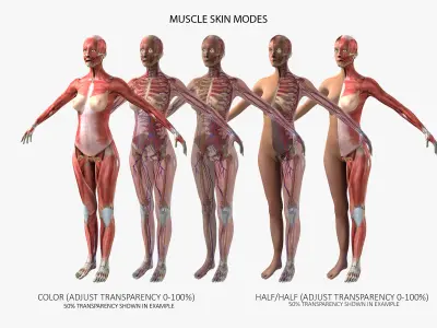 Ultimate Complete Rigged Female 3D model