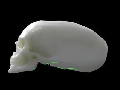 Elongated skull 3D print model