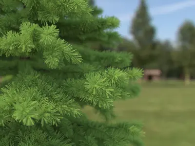 Spruce Tree No 2 3D model