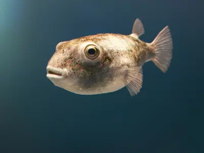  Puffer Fish 