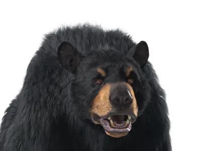  Black Bear Textured w Fur 