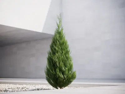 Conifer tree 3D model