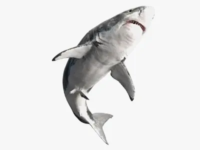  Shark (Rigged) 