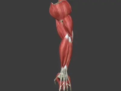 Arm Muscle Anatomy Medical Edition 3D model