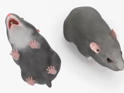  Dwarf Hamster Gray Rigged for Maya 