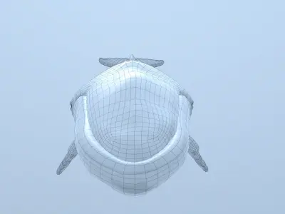  Megaptera novaeangliae [RIGGED] 