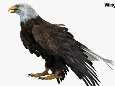  American Eagle Fur Animated Rigged 3D 