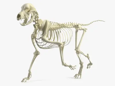  Animal Skeletons Collection 4 