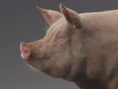  Pig (Animated) 