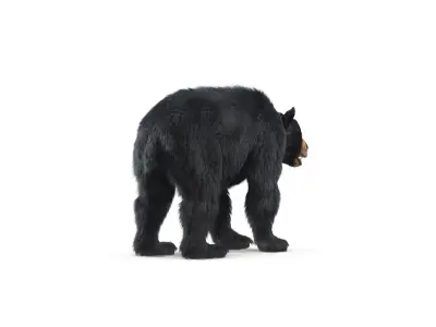  Black Bear Textured w Fur 