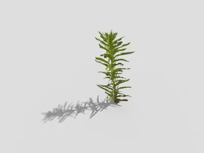 Plant rosemary Low-poly 3D model