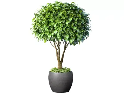Decorative tree in a modern pot and flowerpot 3D model
